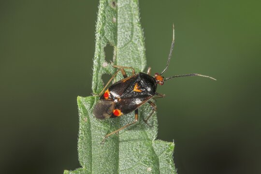 Soft bug (Deraeacoris ruber) dark form on the tip of a stinging nettle leaf, Baden-W&uuml;rttemberg, Germany