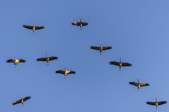 Ten cranes flying in regular formation in the sky, crane (Grus grus) wildlife, Western Pomerania Lagoon National Park, Zingst, Mecklenburg-Western Pomerania, Germany