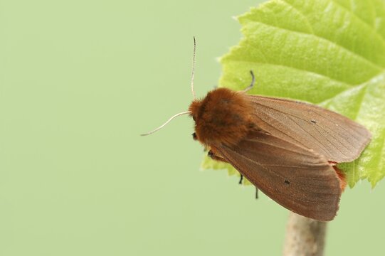 Cinnamon bear or ruby tiger (Phragmatobia fuliginosa), North Rhine-Westphalia, Germany