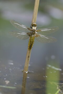 Broad-bodied chaser, libellula depressa, flatbelly, anisoptera, dragonflies, freshly hatched, high size, portrait format, insects, dragonflies, odonata, hatching, hatching