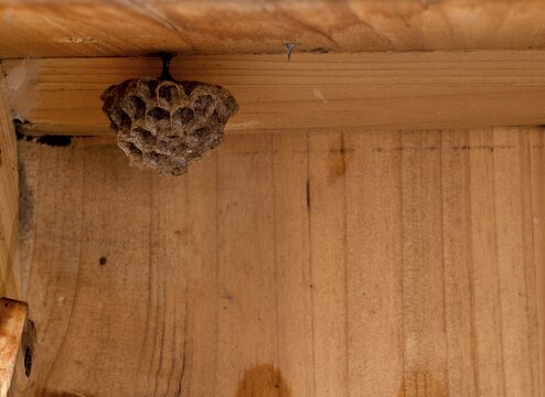 Wasp nest, nest in a wooden shed, european paper wasp (Polistes dominulus), also European Paper Wasp (Polistes gallicus), Stuttgart, Baden-W&uuml;rttemberg, Germany