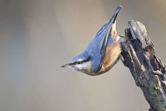 Eurasian nuthatch (Sitta europaea) on rotten branch, Hesse, Germany