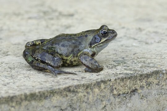 Common frog (Rana temporaria) adult amphibian on a garden paving slab in summer, England, United Kingdom