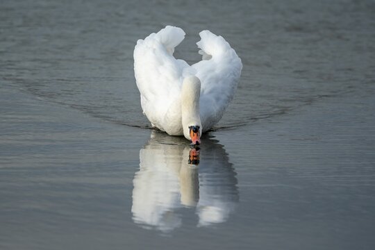 Mute swan (cygnus olor) with threatening posture swimming in the water, Rhine, Germany