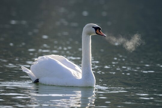 Mute swan (Cygnus olor), with condensed breath, Lake Zug, Switzerland