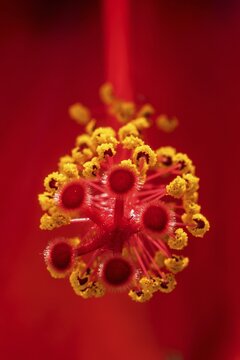 Hibiscus, flower with male and female reproductive organs, stigmas and stamens with anthers, macro photograph, Baden-W&uuml;rttemberg, Germany