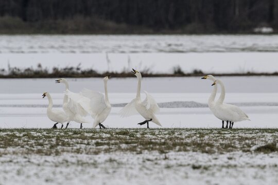 Whooper Swans (Cygnus cygnus) and tundra swans (Cygnus bewickii), Emsland, Lower Saxony, Germany