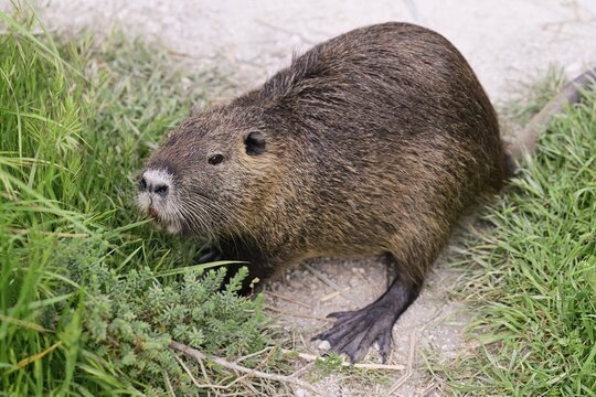 Nutria (Myocastor coypus), grazing by the side of the path, Camargue, southern France, France
