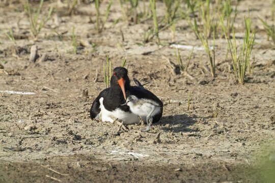 Eurasian oystercatcher (Haematopus ostralegus) adult wading bird seemingly having adopted a Pied avocet (Recurvirostra avosetta) juvenile baby bird on a wetland scrape, RSPB Minsmere nature reserve, Suffolk, England, United Kingdom
