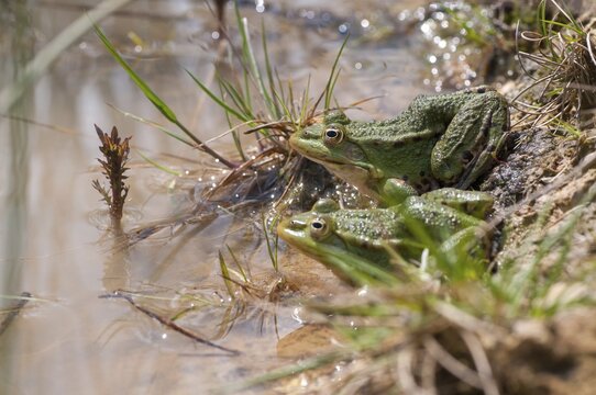 Green frog, pelophylax spec., rana spec., water frog, amphibians, amphibians, frog, frog, frogs, amphibians