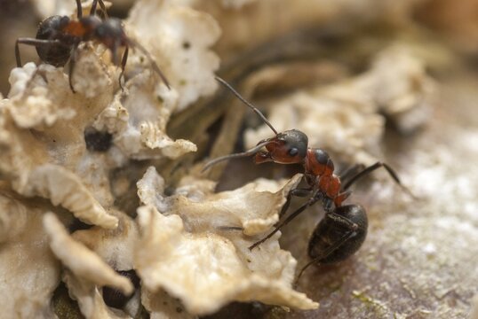 Black-backed meadow ant, Formica pratensis, large meadow ant, hymenoptera, reddish brown meadow forest ant, insects