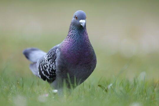 City dove (Columba livia forma domestica) in grass, Germany