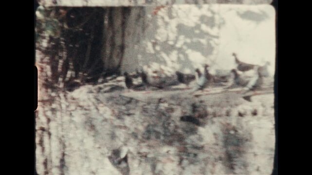Pigeons perched on a stone ledge in the sunlight, shot on analog Super 8 film with natural grain