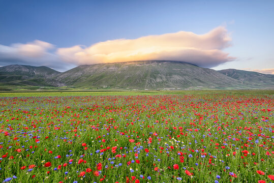 A classic landscape of Castelluccio di Norcia, Umbria, Italy