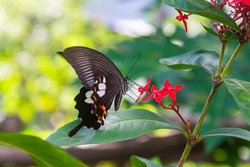 A black butterfly with white wing markings flutters while perched on red ixora flowers, surrounded by green leaves against a softly blurred background in Vietnam. © LHPhoto
