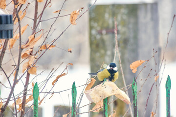 A great tit (Parus major) looks around while eating at an outdoor feeder. © Michel F