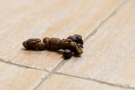 Dog droppings sit on a beige ceramic surface inside a room, a concept of untidy pet behavior and the daily duty of owners to maintain odor free living spaces.