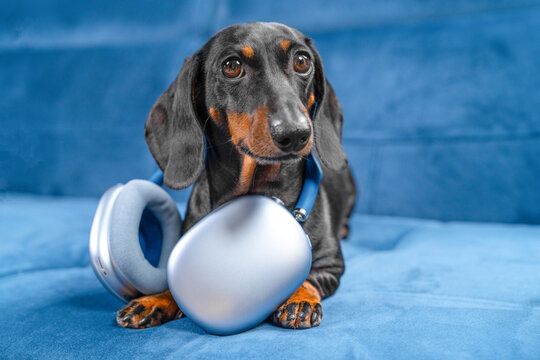 A black and tan dachshund dog lies on a blue velvet couch holding oversized silver wireless headphones between its front paws at home, a concept of audio streaming and sound comfort.