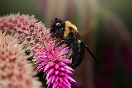 An eastern carpenter bee (Xylocopa virginica) clings to a pink flower spike in side view.