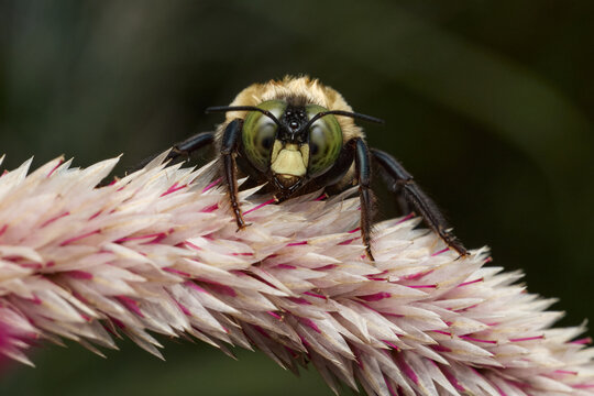 An eastern carpenter bee (Xylocopa virginica) faces the camera from a pale pink flower spike.