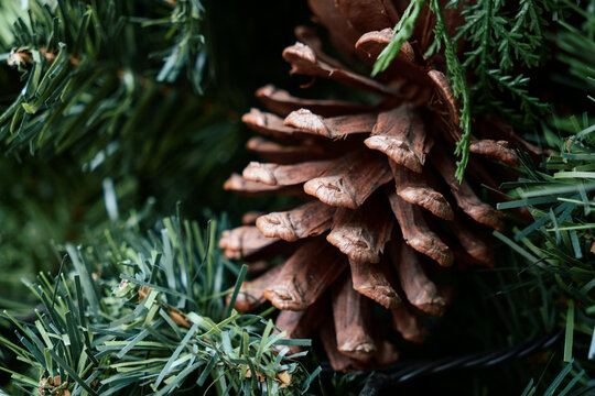 Brown Pine Cone Nestled in a Christmas Tree