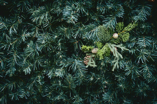 Christmas Tree Branches with Pine Cones and Greenery