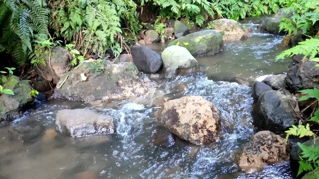 Clear water stream flowing over rocks in lush green tropical forest nature landscape. Natural ambient water flow for environmental and relaxation concepts