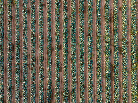 Top-down aerial view of parallel and symmetrical rows in a brocc