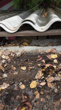 Removing Leaves by Hand from Corrugated Roof over Wooden Structure