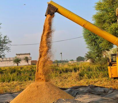 Combine harvester unloading golden rice grains into a pile on a farm