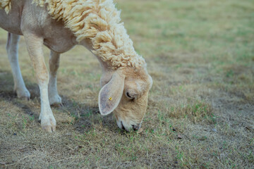A partially shorn white sheep, still wearing a full fleece 'jacket,' grazes peacefully on dry, golden-brown grass in a vast open pasture under natural light. © Phoophinyo