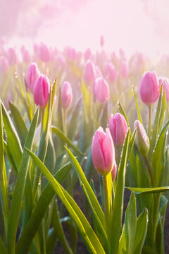Banner Pink Pastel flower floral soft nature blossom blurred background. Backdrop template romance plum botanical bloom spring season. Cherry blossom petals plant beautiful garden with copy space