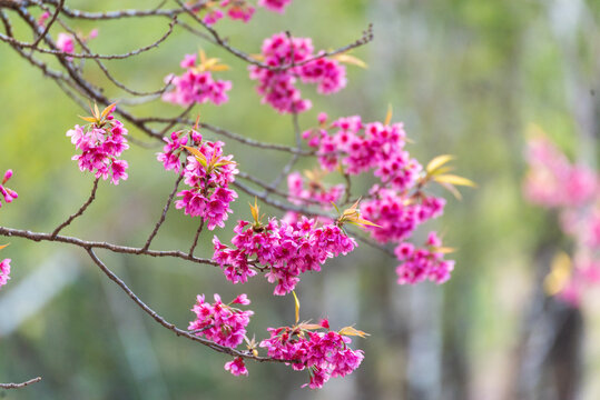 Pink cherry blossom flower Plum Pastel floral soft nature blossom blurred background. Plum Pink flower petals. Romance Cherry beautiful spring garden. Flower tree public park botanical nature bloom