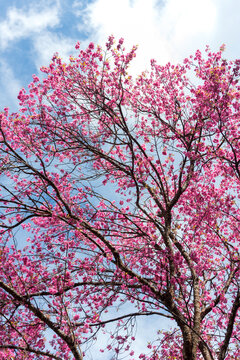 Vertical Pink cherry blossom flower Plum Pastel floral soft nature blossom blurred background. Plum Pink flower petals tree. Cherry beautiful spring garden. Flower tree green park botanic nature bloom