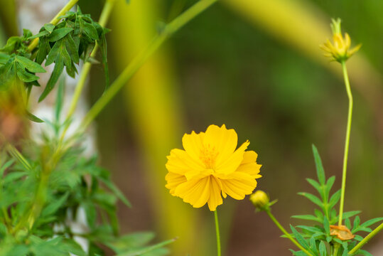 Yellow meadow Pastel flower floral soft nature blossom blurred background. Yellow flower petals meadow nature garden. Flower blossom botanical garden blooming amazing landscape spring flora garden
