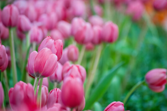 Pink tulip blooming amazing landscape spring gardening. Pink tulip flower blossom botanical garden beautiful petal floral green park. Colourful tulips sunny blossom bloom plant flower field.