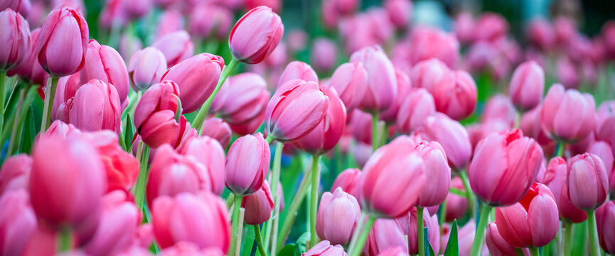 Panorama Pink bloom amazing landscape spring gardening. Pastel tulip blossom bloom flower plant with copy space. Banner Pink tulip flower blossom botanical garden beautiful petal floral green park