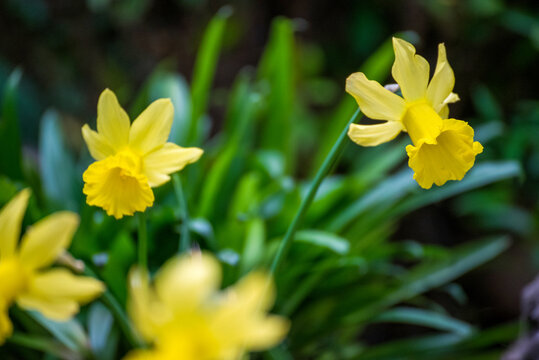 Banner Yellow Daffodils flower blossom botanical garden beautiful petal floral green park. Yellow blooming amazing landscape spring garden. Summer spring blossom Daffodils easter flower garden bloom