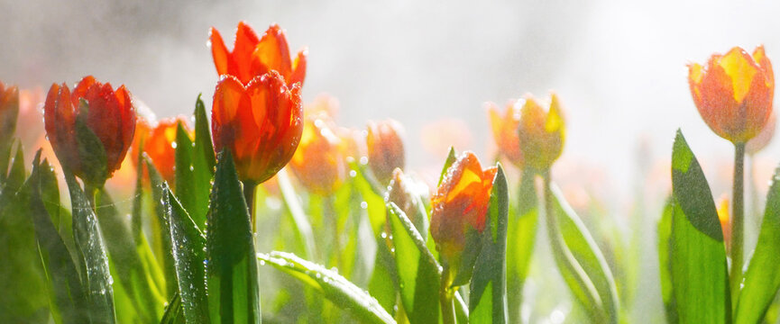 Banner Orange Red tulip flower blossom botanical garden beautifu