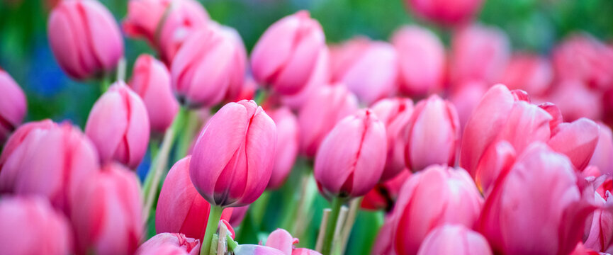 Banner Pink tulip flower blossom botanical garden beautiful petal floral green park. Panorama Pink bloom amazing landscape spring gardening. Pastel tulip blossom bloom flower plant with copy space