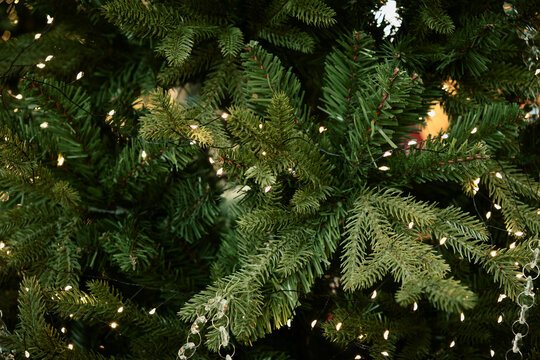 Warm Christmas Lights Illuminate Evergreen Tree Branches