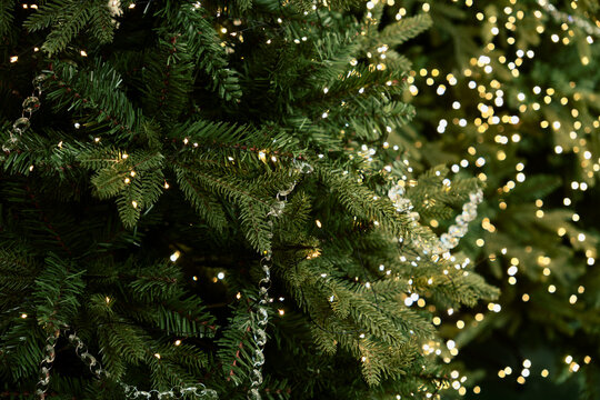 Christmas Tree Branches Glow Against Festive Light Bokeh