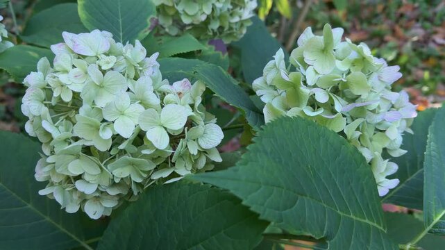 Delicate pale green and white hydrangea blooms, Hydrangea macrophylla clusters in lush foliage