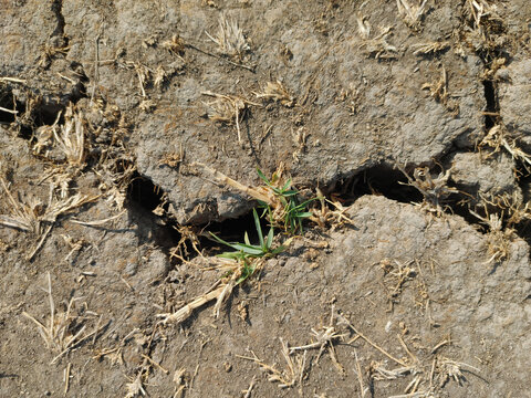 Close-up top-down photograph of cracked dry soil and withered grass during drought conditions in East Java