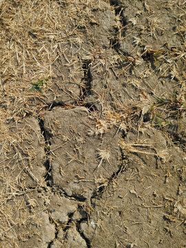 Close-up top-down photograph of cracked dry soil and withered grass during drought conditions in East Java