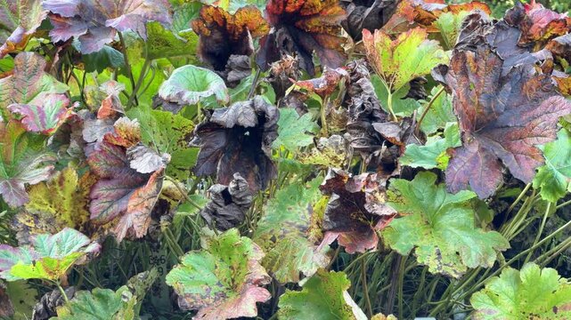 Dramatic autumn foliage of Darmera peltata, umbrella plant with rich maroon and green leaves