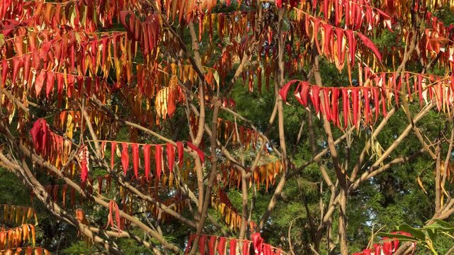 Vibrant red and orange staghorn sumac seed clusters, Rhus typhina in autumn tree canopy