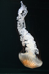 yellow jellyfish in water © Sunny