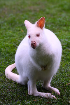 White kangaroo sits calmly on green grass
