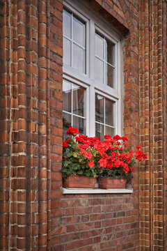 Geranien vor dem Fenster eines Wohnhauses aus Backstein in der Altstadt von Danzig, Gdansk in Polen